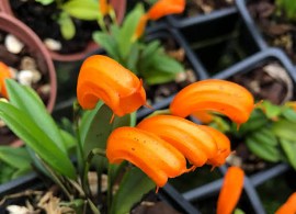 masdevallia mendozae